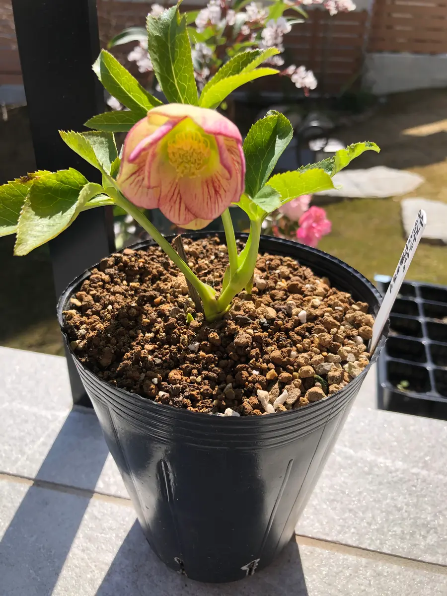 クリスマスローズ｜そだレポ（栽培レポート）byメイ。｜みんなの趣味の園芸