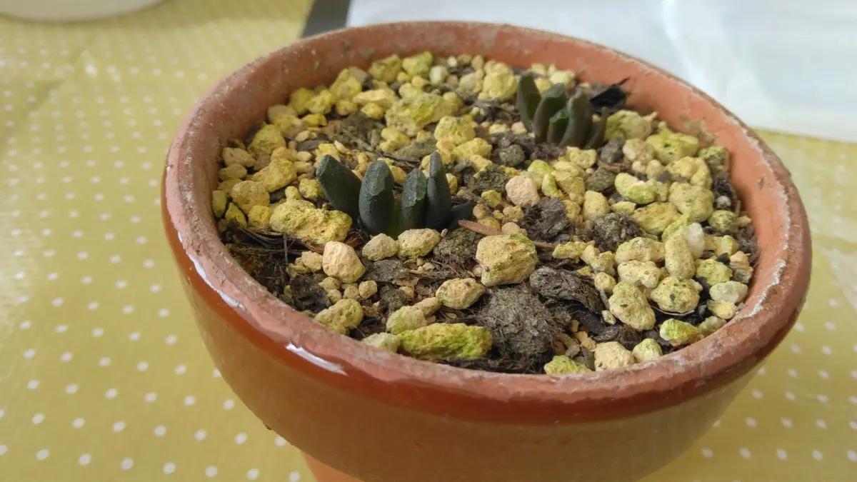 玉扇実生｜そだレポ（栽培レポート）byTripleMellow｜みんなの趣味の園芸