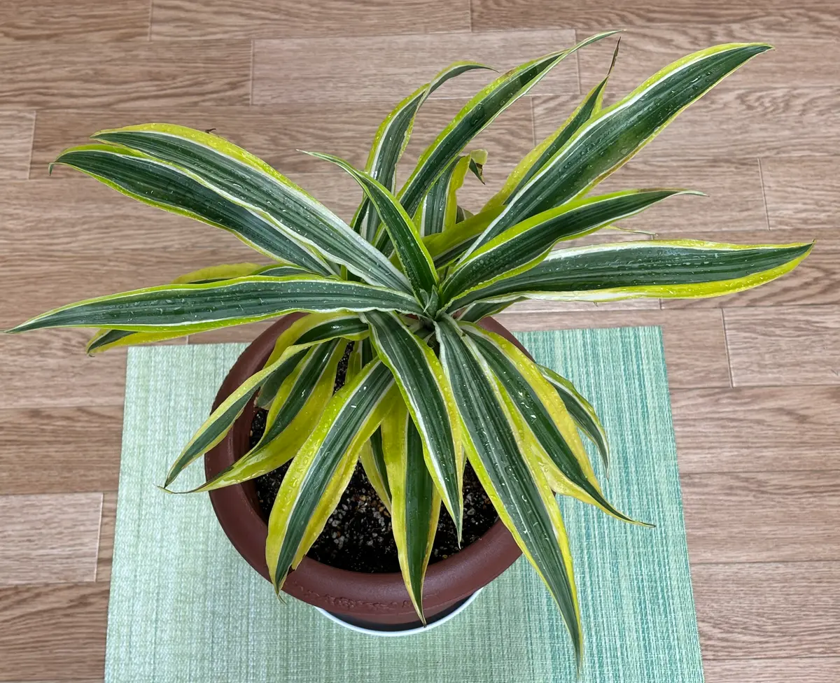 ドラセナ ワーネッキーレモンライム　1 観葉植物 ドラセナ ワーネッキーレモンライム（10号鉢