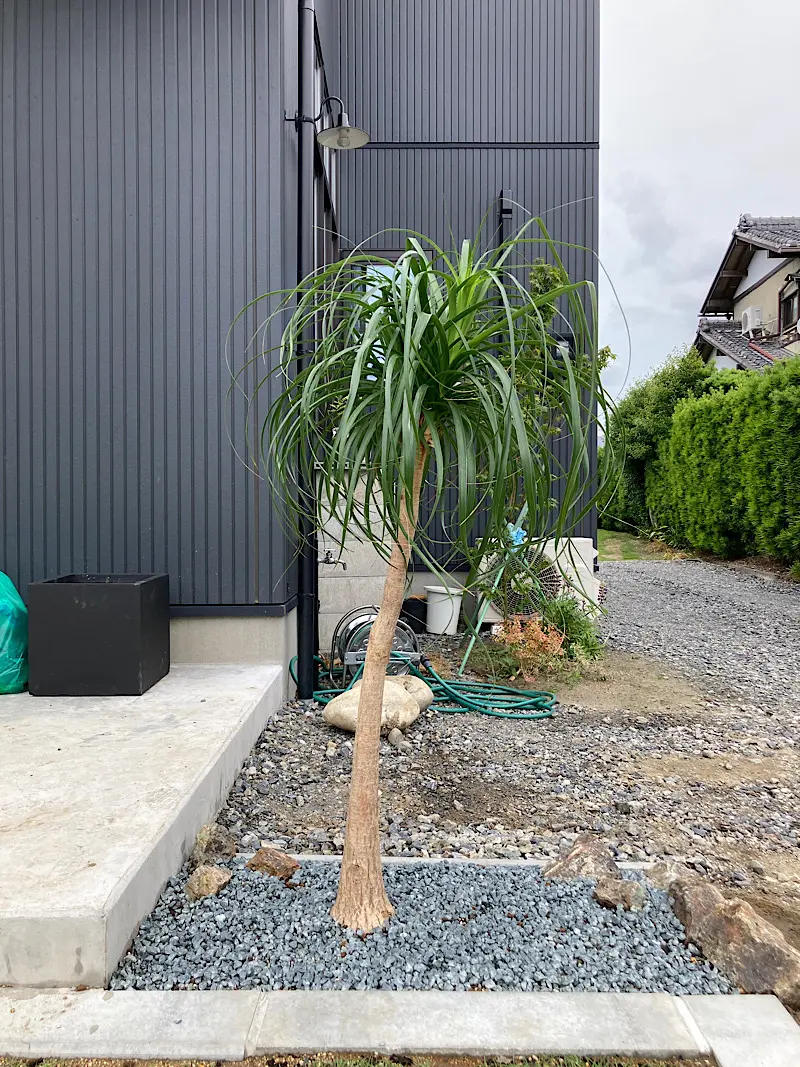 大型 観葉植物 トックリヤシ ポニーテール ノリナ（トックリラン