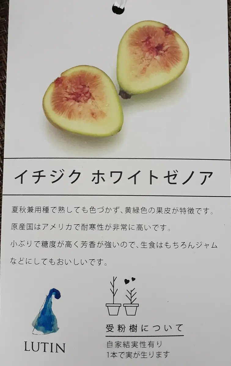 ホワイトゼノア❤️｜そだレポ（栽培レポート）byミゥ｜みんなの趣味の園芸