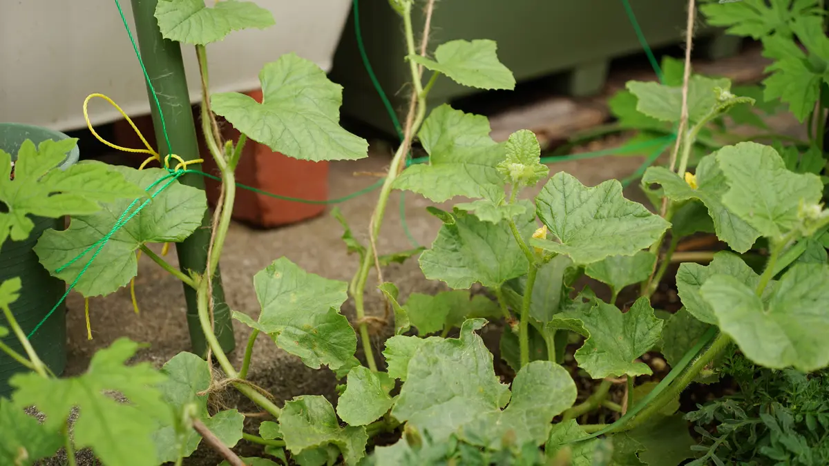 ころたんです 夏野菜の栽培 4～「ころたん」は失敗 - Koba の庭～春夏秋冬