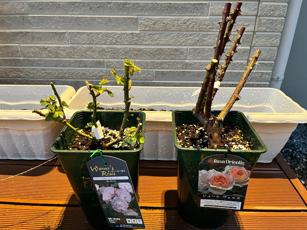 初めてのバラに大苗から挑戦｜そだレポ（栽培レポート）byyuuko