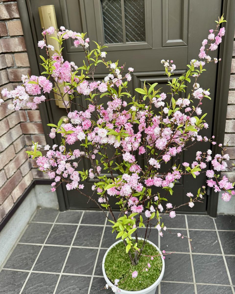 庭桜を鉢植えで育てます｜サクラのそだレポ（栽培レポート）byカヌレ