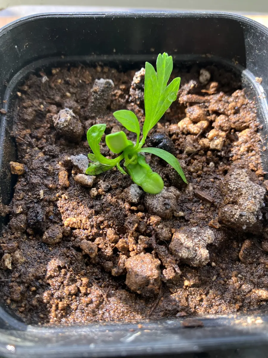 フウセンカズラ 種から育てる🐵｜そだレポ（栽培レポート）byまる