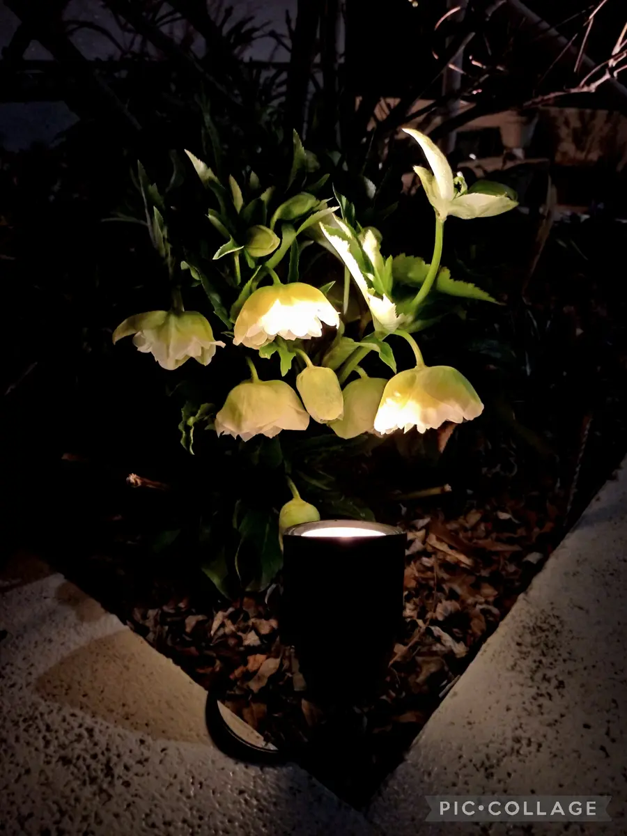 花苗】カラーリーフ クリスマスローズ スーパーシルバー 松村園芸 庭植