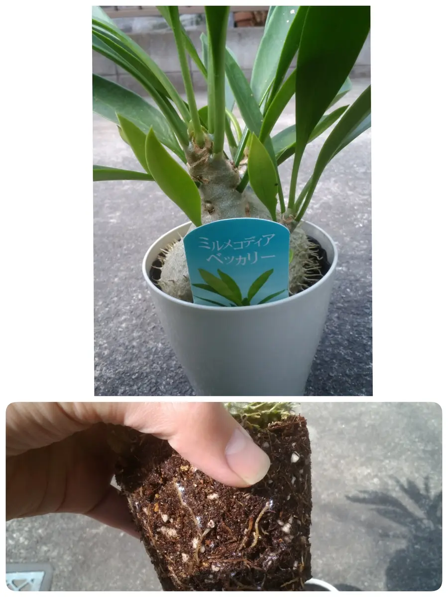 物好きの極み、世にも不思議なアリ植物に挑戦｜そだレポ（栽培レポート