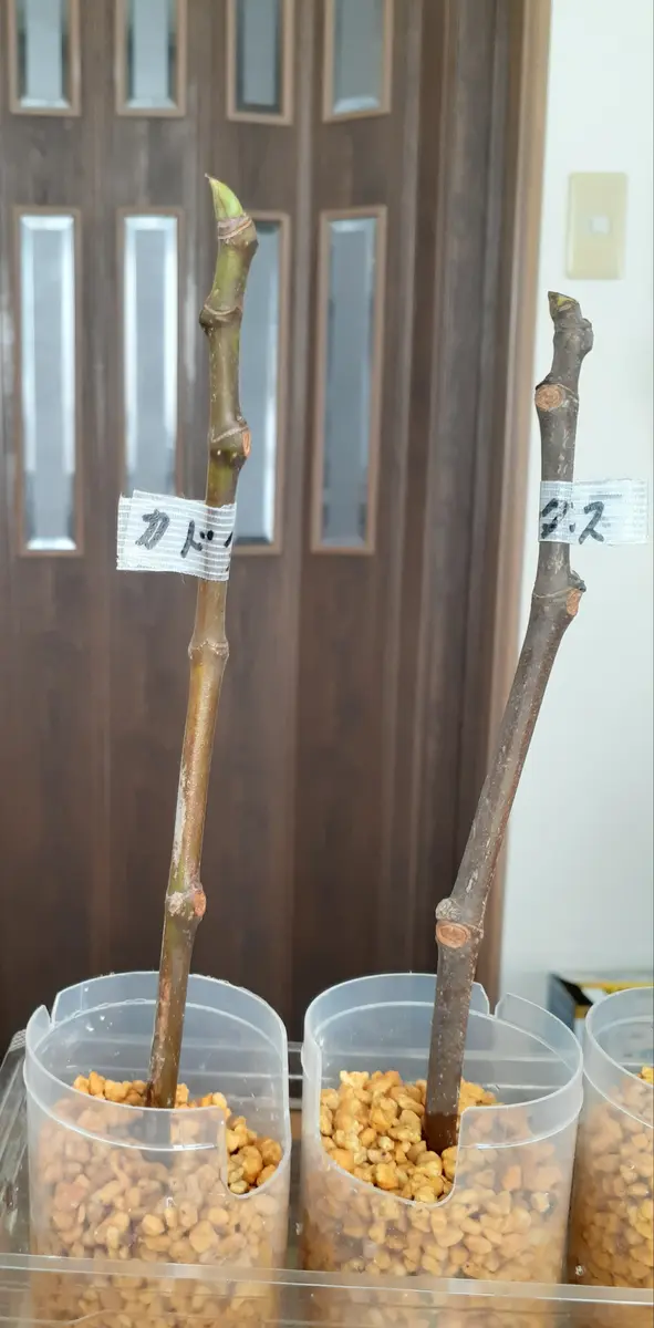 ✳* エリコイデス ✳* 挿し穂