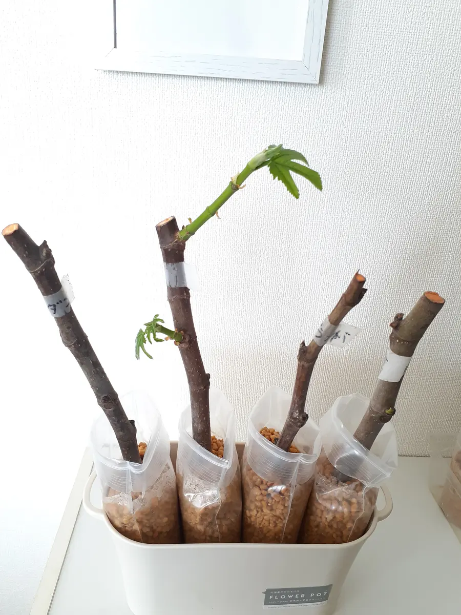 ✳* エリコイデス ✳* 挿し穂 ✳* エリコイデス ✳* 挿し穂