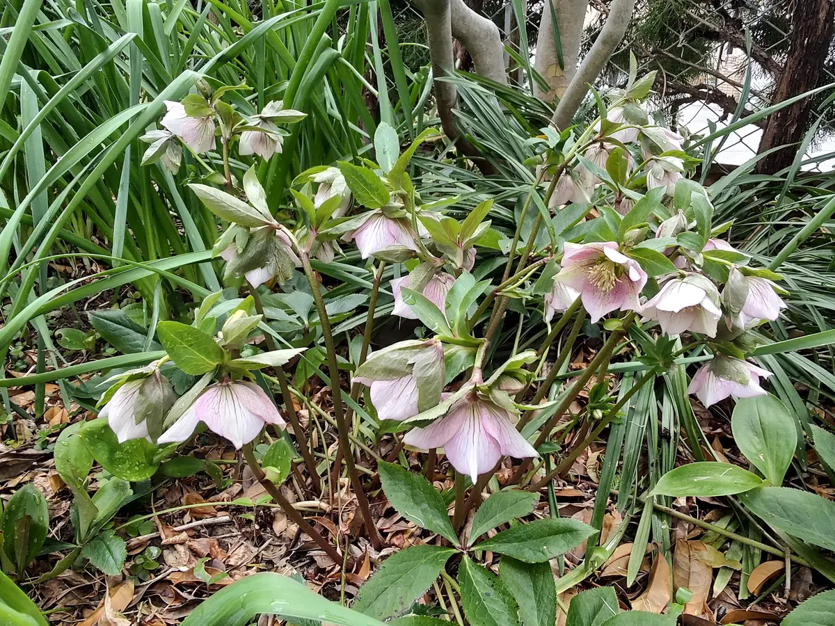 大株クリスマスローズの花芽から開花まで｜そだレポ（栽培レポート）by