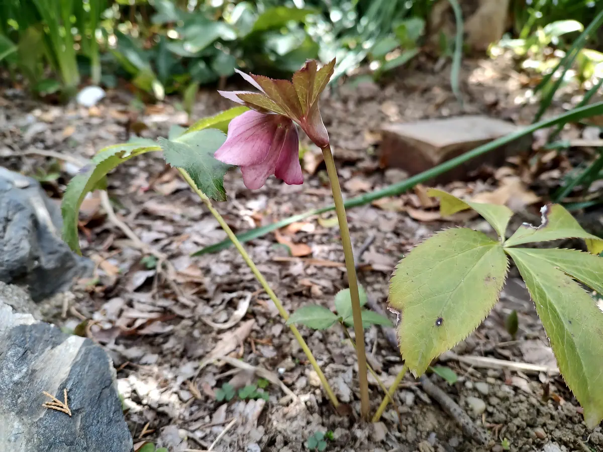 大株クリスマスローズの花芽から開花まで｜そだレポ（栽培レポート）by
