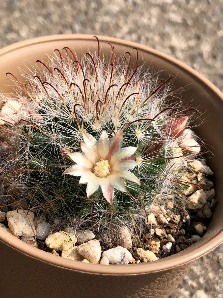 サボテン 兎月丸♡抜き苗^ ^