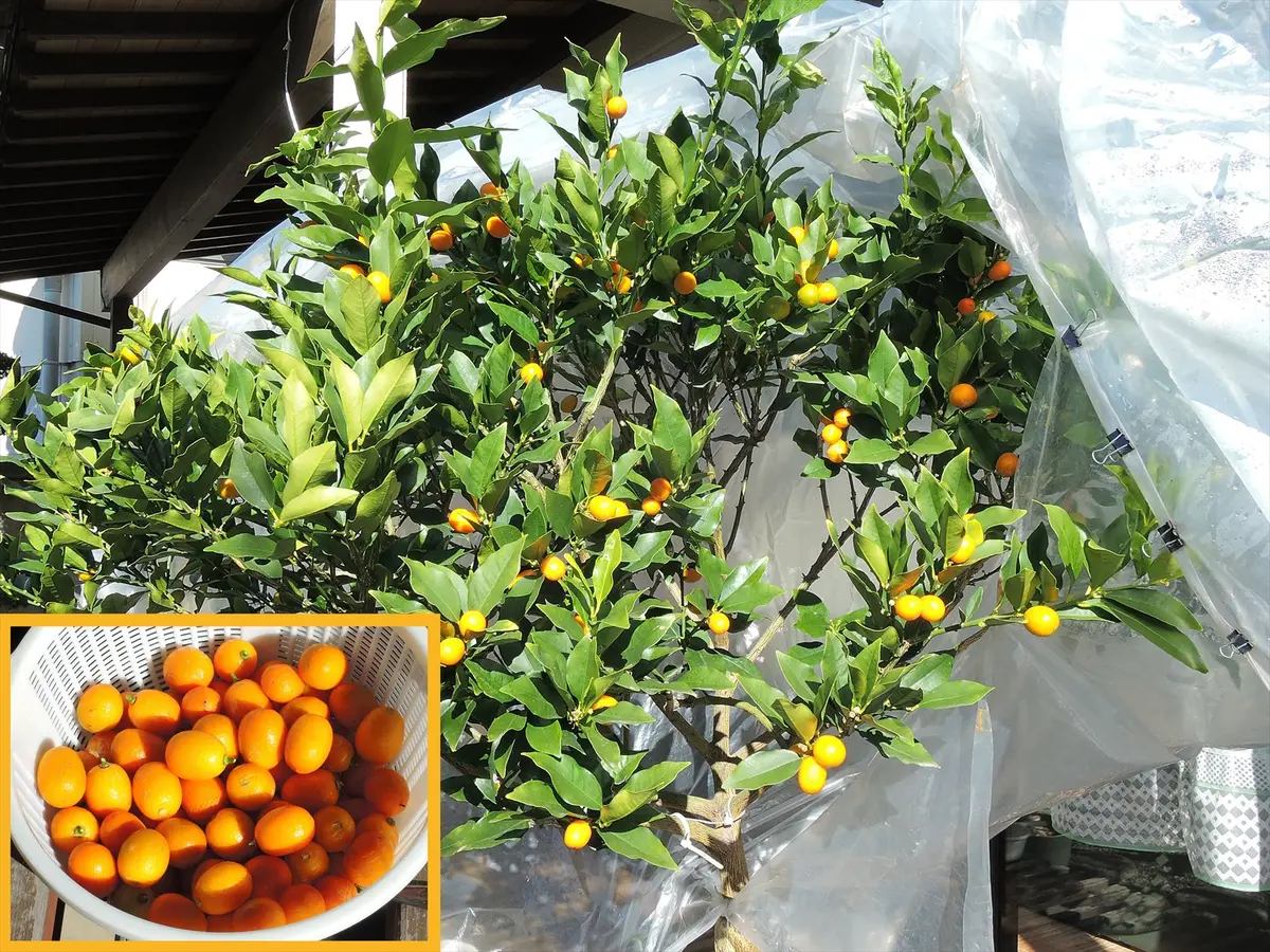 種なし金柑ぷちまる2｜そだレポ（栽培レポート）bysiestite｜みんなの