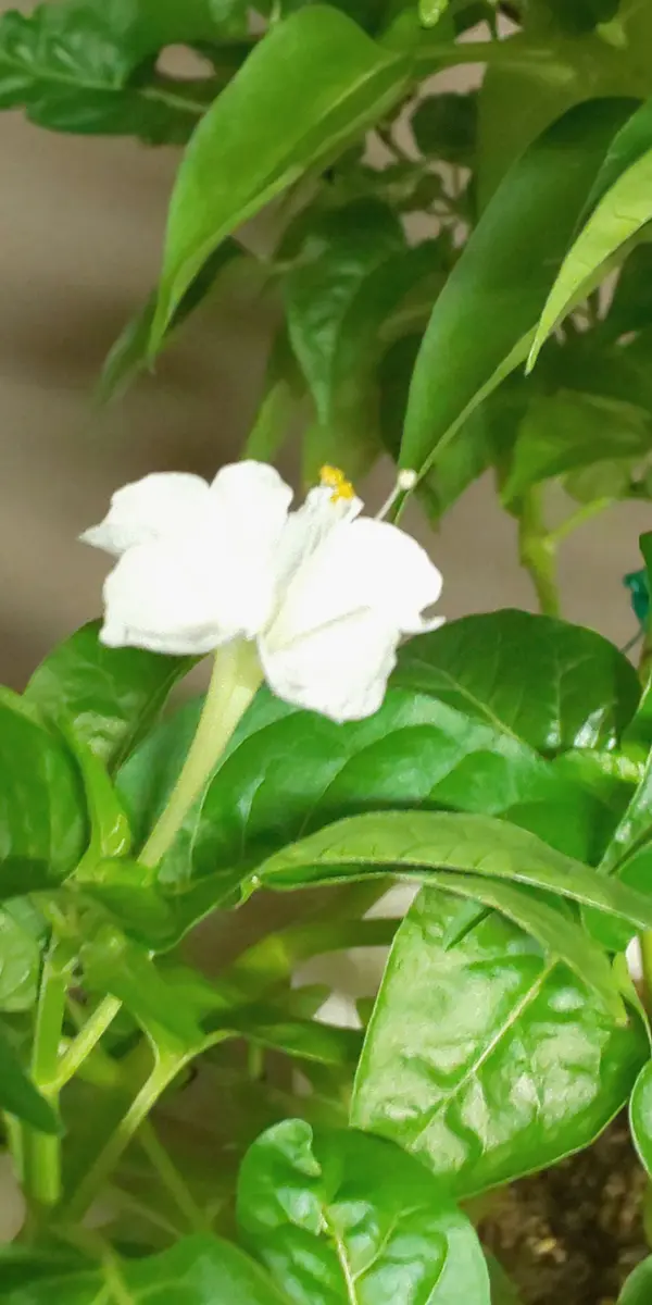 路肩に咲いてた、白い白粉花が余りに麗しく、種が出来てたから 路肩に咲いてた、白い白粉花が余りに麗しく、種が出来てたから