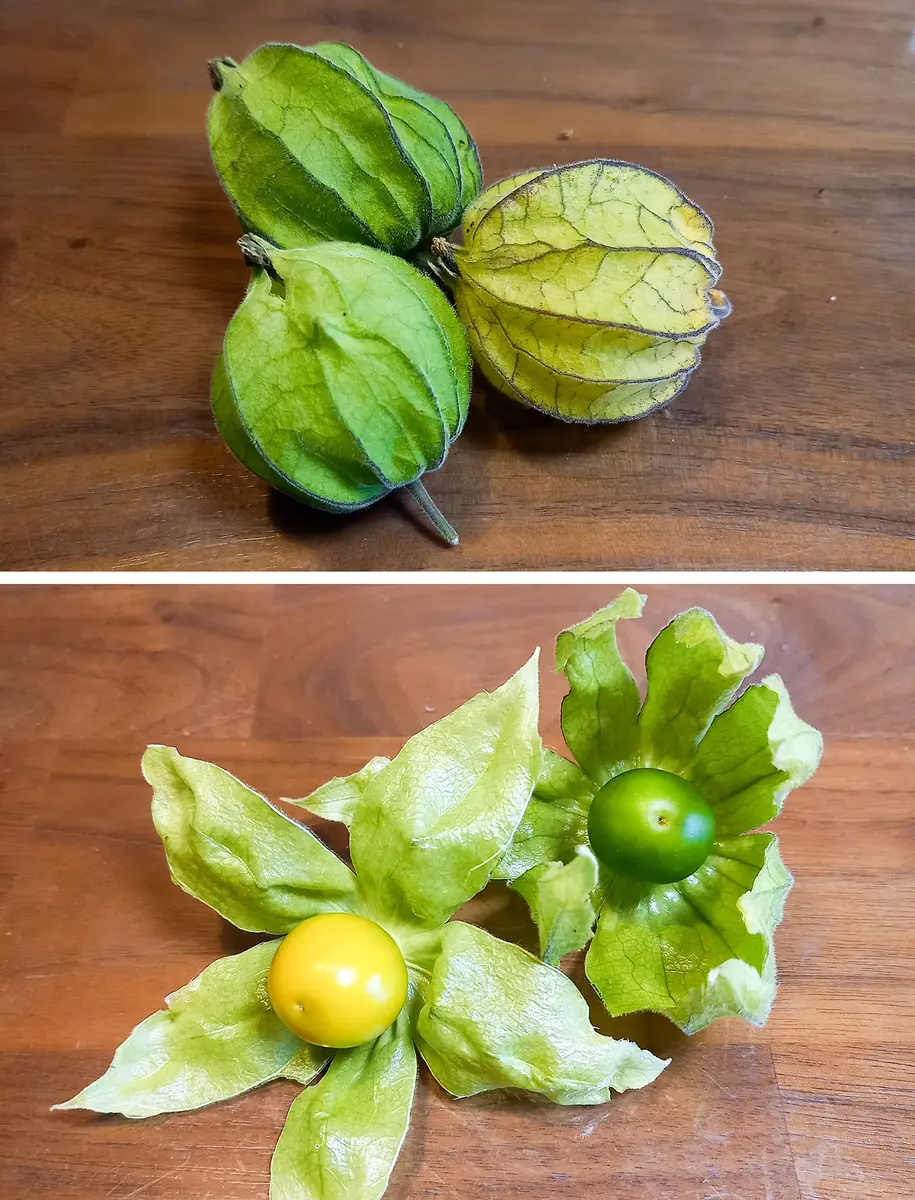 専用出品です　食用ほおずき　トマチロ1kg +オレンジチェリー小粒2kg 食用ほおずき（オレンジチェリー）を種から育てよう♪｜そだレポ（栽培