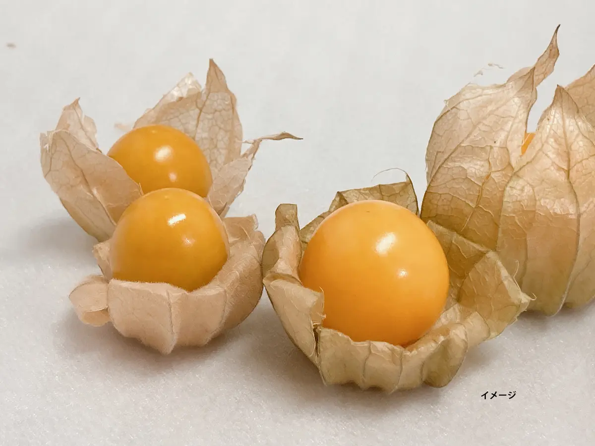 食用ほおずき苗 9cmポット苗：茨城県産のその他野菜｜食べチョク