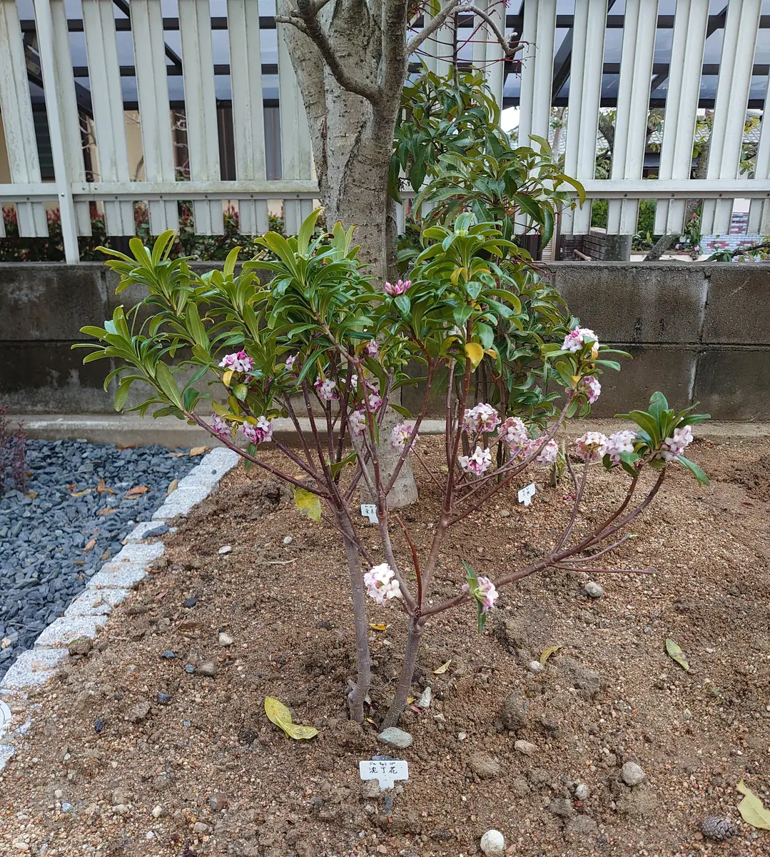 沈丁花ページ② ジンチョウゲ 沈丁花 挿し木 2苗【G】 - メルカリ