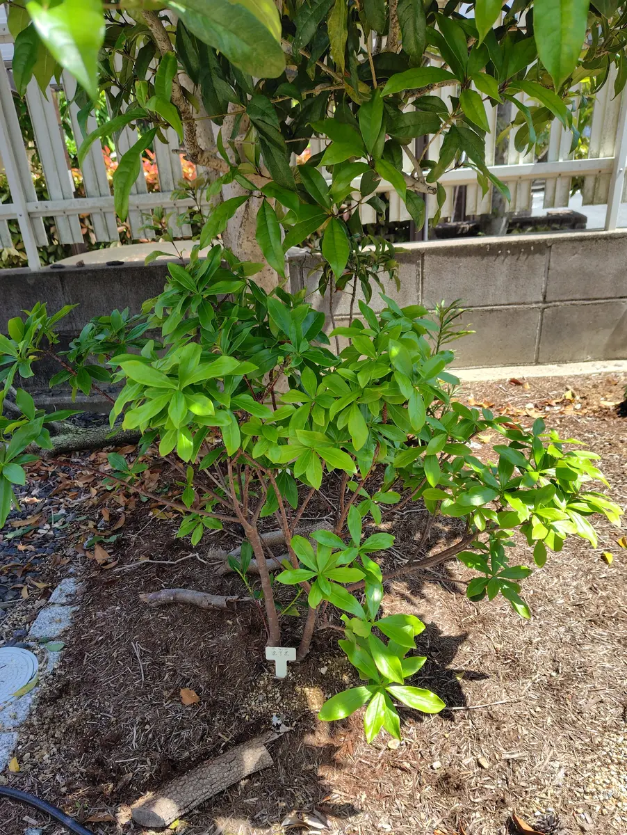 沈丁花ページ② ジンチョウゲ 沈丁花 挿し木 2苗【G】 - メルカリ