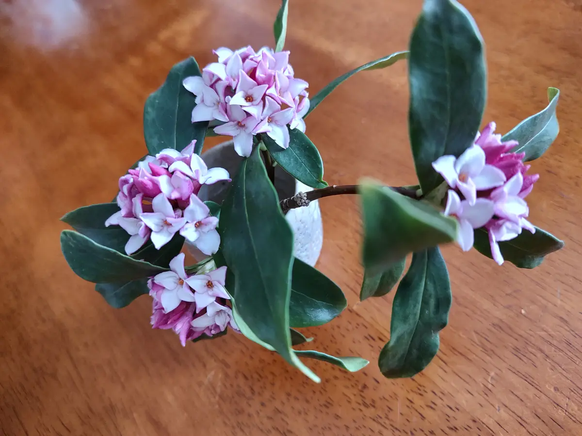 沈丁花の挿し芽にトライ(了)｜そだレポ（栽培レポート）byに～な