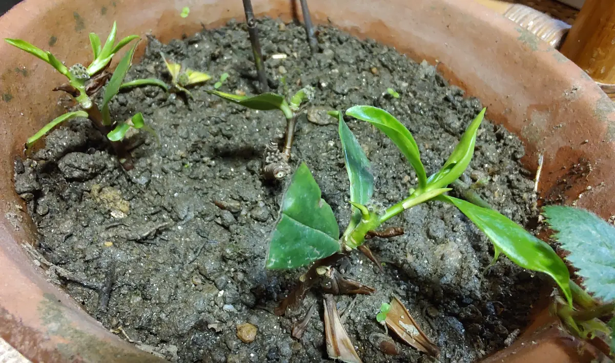 お得❢沈丁花挿し穂（ネコポスにはいるだけ お得❢沈丁花挿し穂（ネコポスにはいるだけ お得❢沈丁花挿し穂