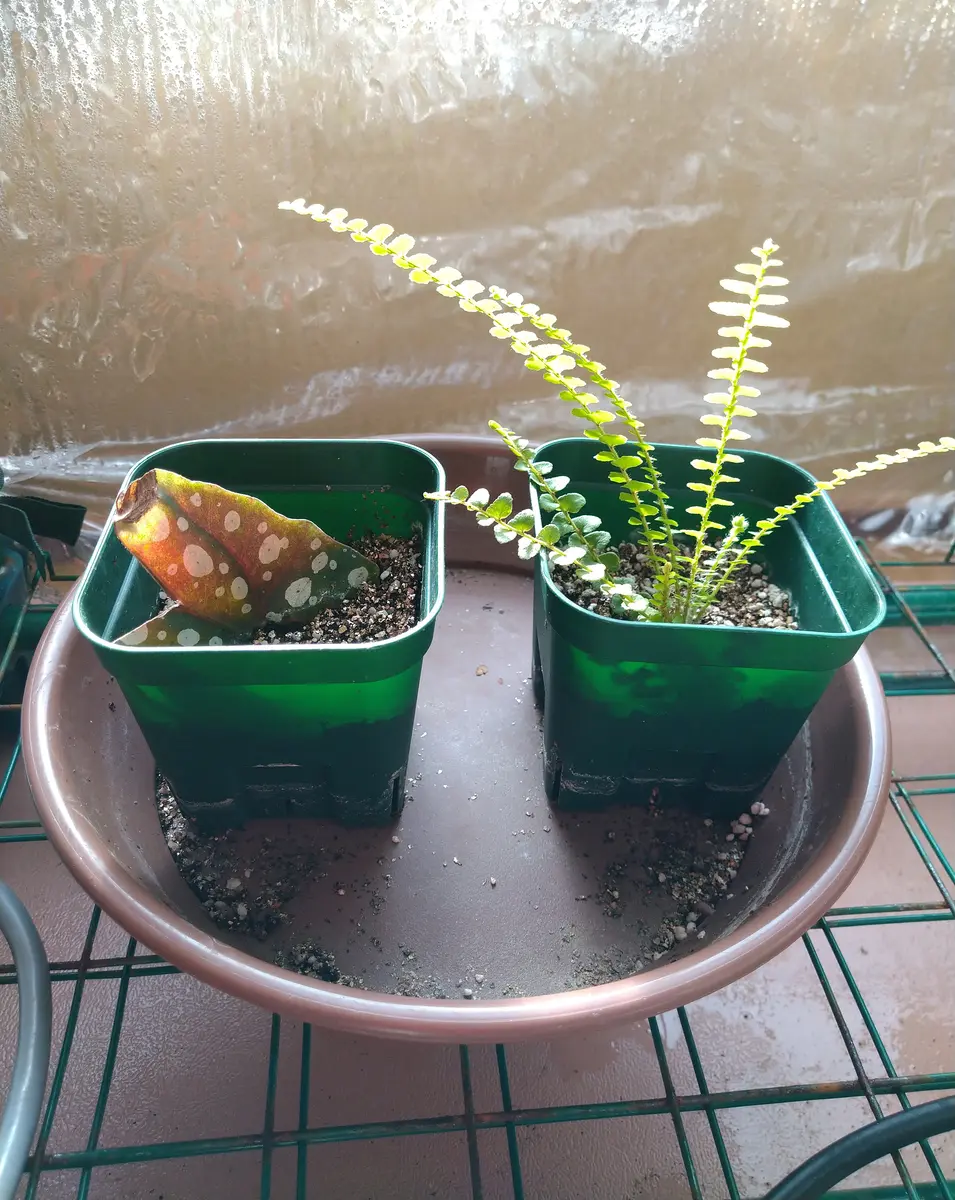 ベゴニア・マクラータの挿し芽株からの栽培｜そだレポ（栽培