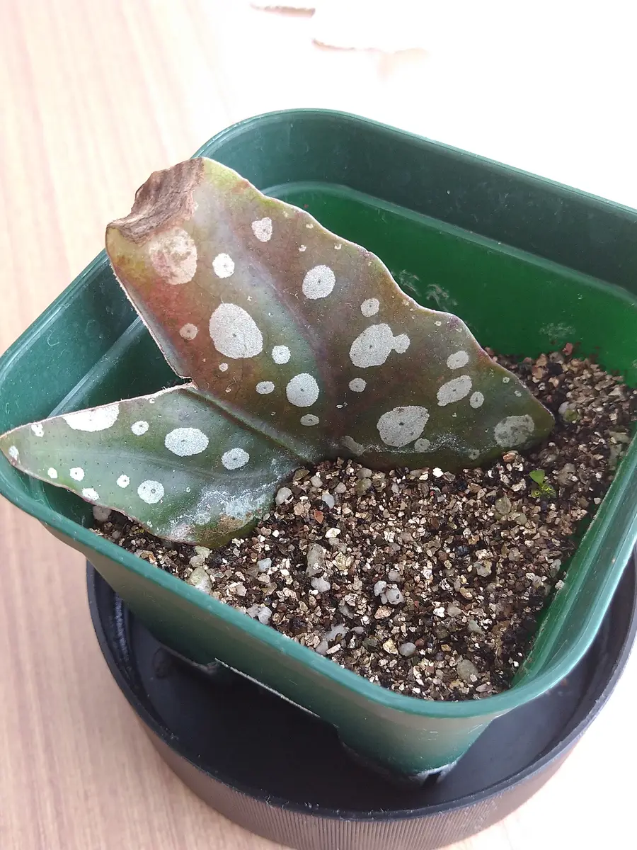 ⭐️希少⭐️ ベゴニア　マクラータ　斑入り　葉挿し用 No.62 ベゴニアマクラータの挿し芽🌱｜🍀GreenSnap（グリーン