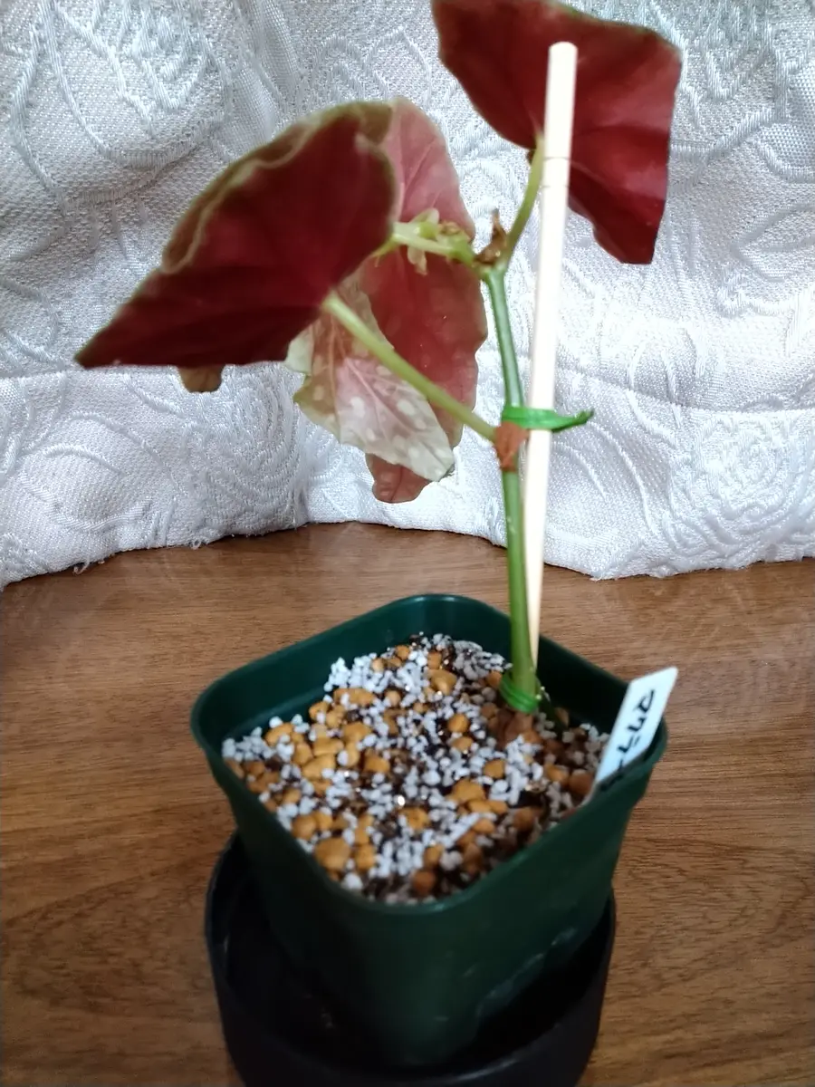 ベゴニア・マクラータの挿し芽株からの栽培｜そだレポ（栽培
