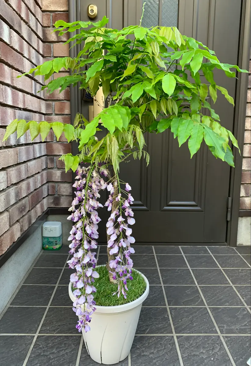 長崎一才藤を鉢植えで｜そだレポ（栽培レポート）byカヌレ｜みんなの