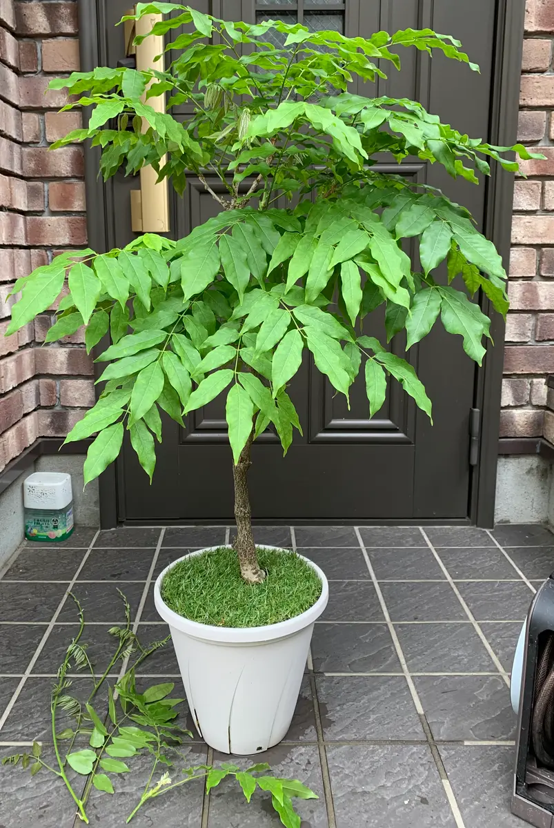 長崎一才藤を鉢植えで｜そだレポ（栽培レポート）byカヌレ｜みんなの