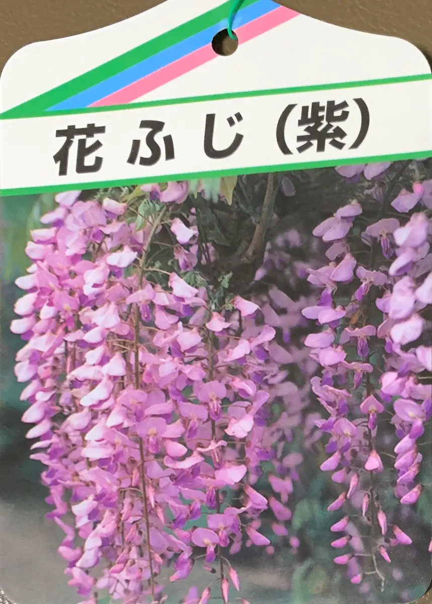 長崎一才藤を鉢植えで｜そだレポ（栽培レポート）byカヌレ｜みんなの
