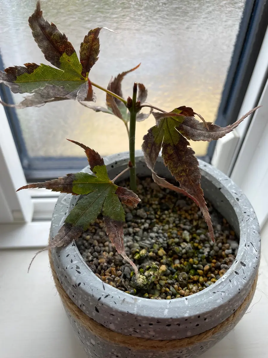 No.42 もみじ根上がり モミジ（大） もみじ 大きな根張り 紅葉 盆栽