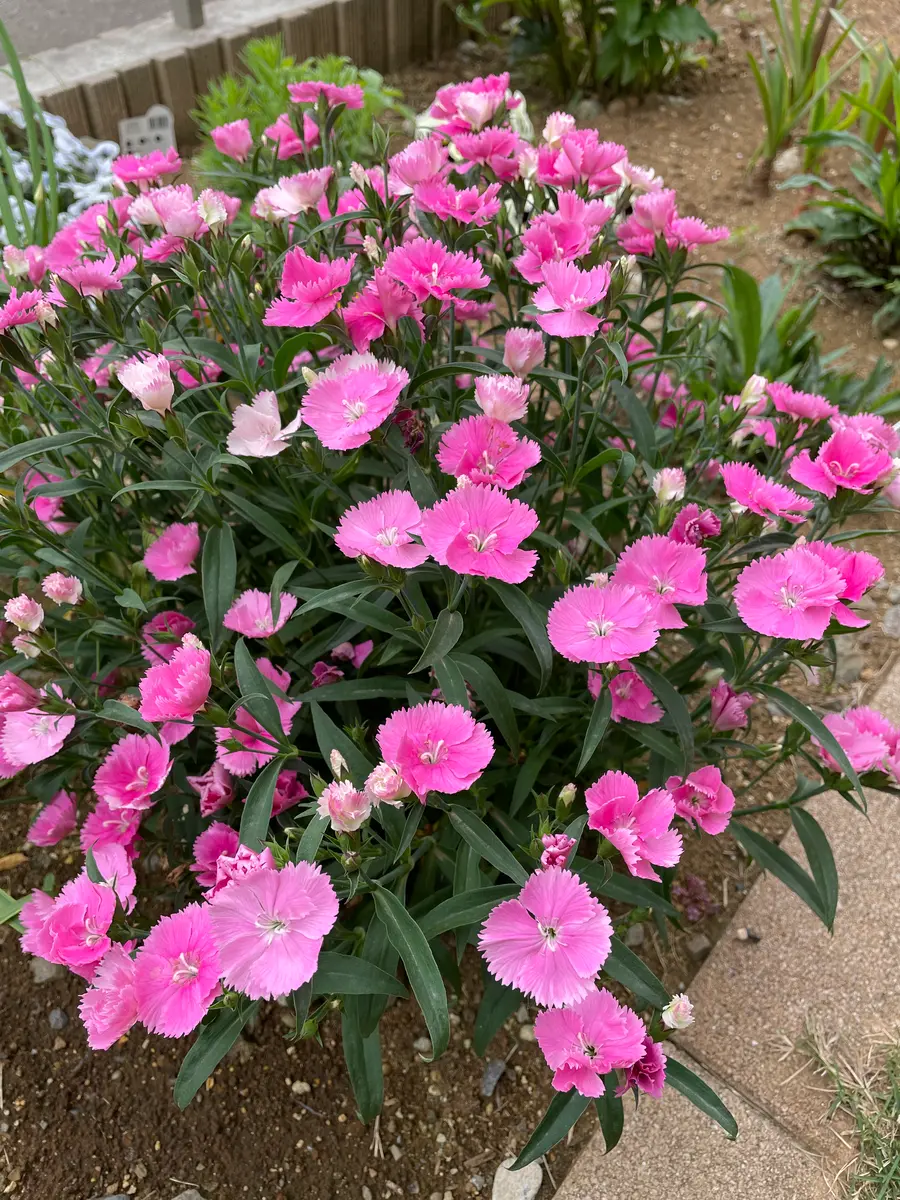 四季咲きナデシコ カラーマジシャン｜そだレポ（栽培レポート）byかね