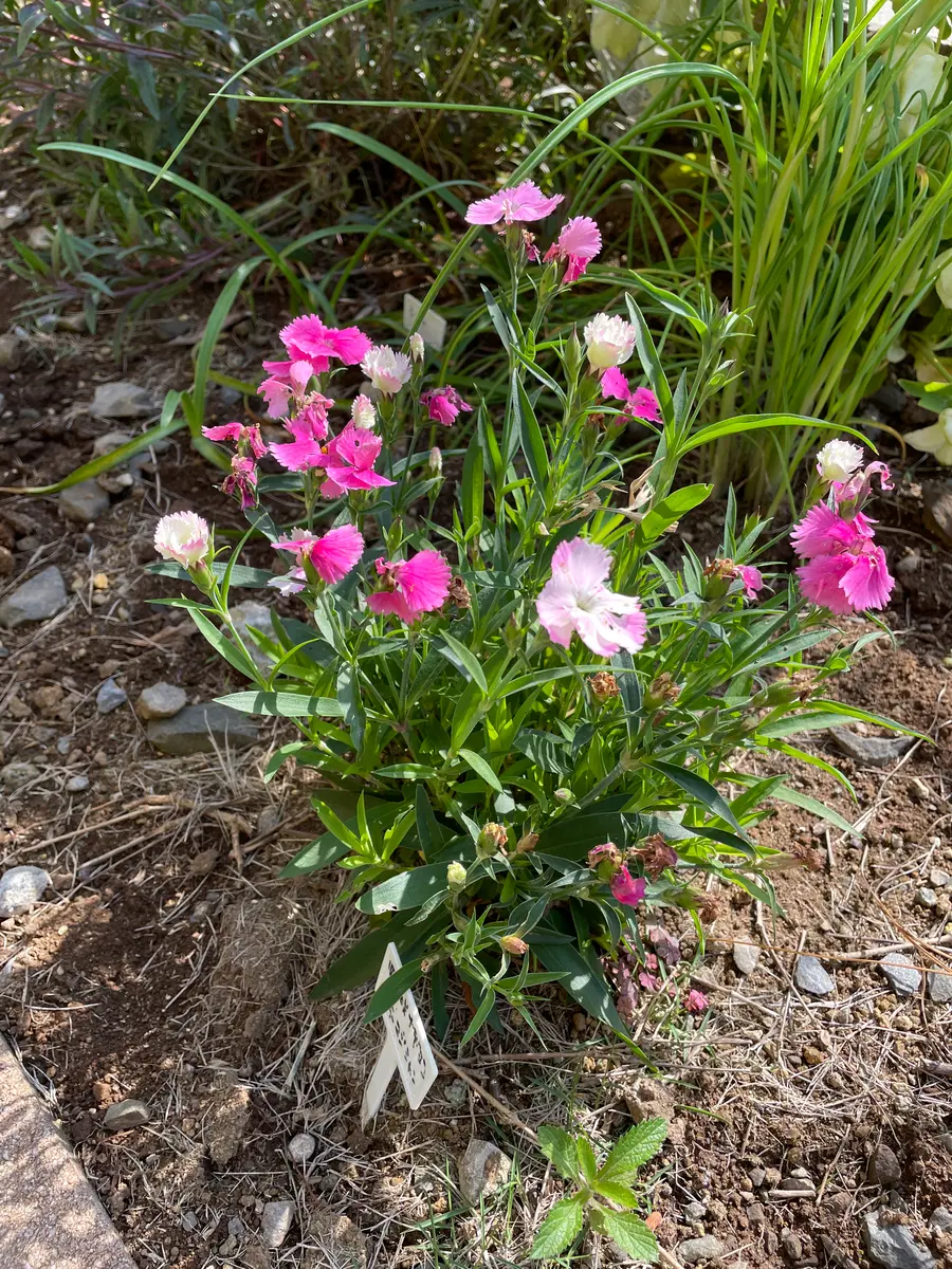 四季咲きナデシコ カラーマジシャン｜そだレポ（栽培レポート）byかね