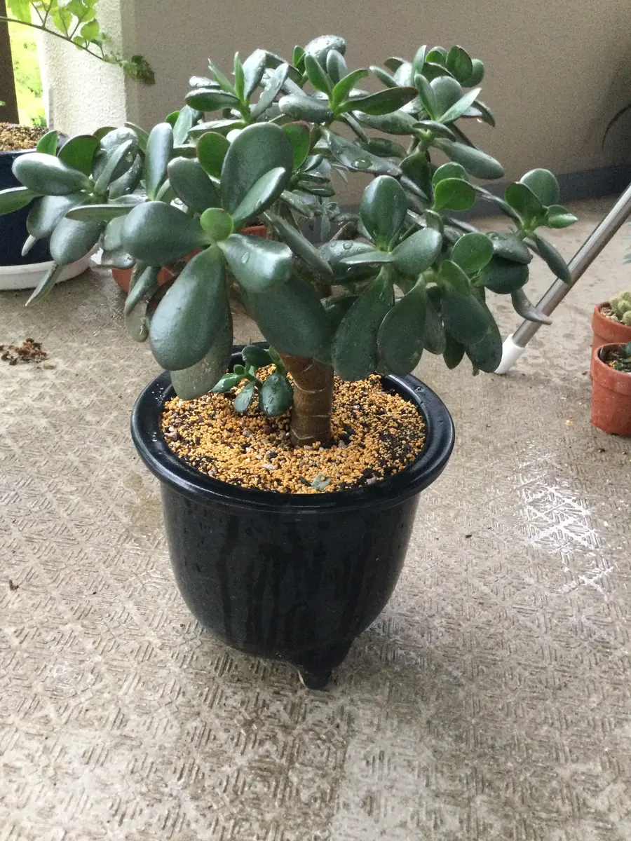 金のなる木に花を咲かせたい＝(成長したかねちゃんです)→花は咲かず 