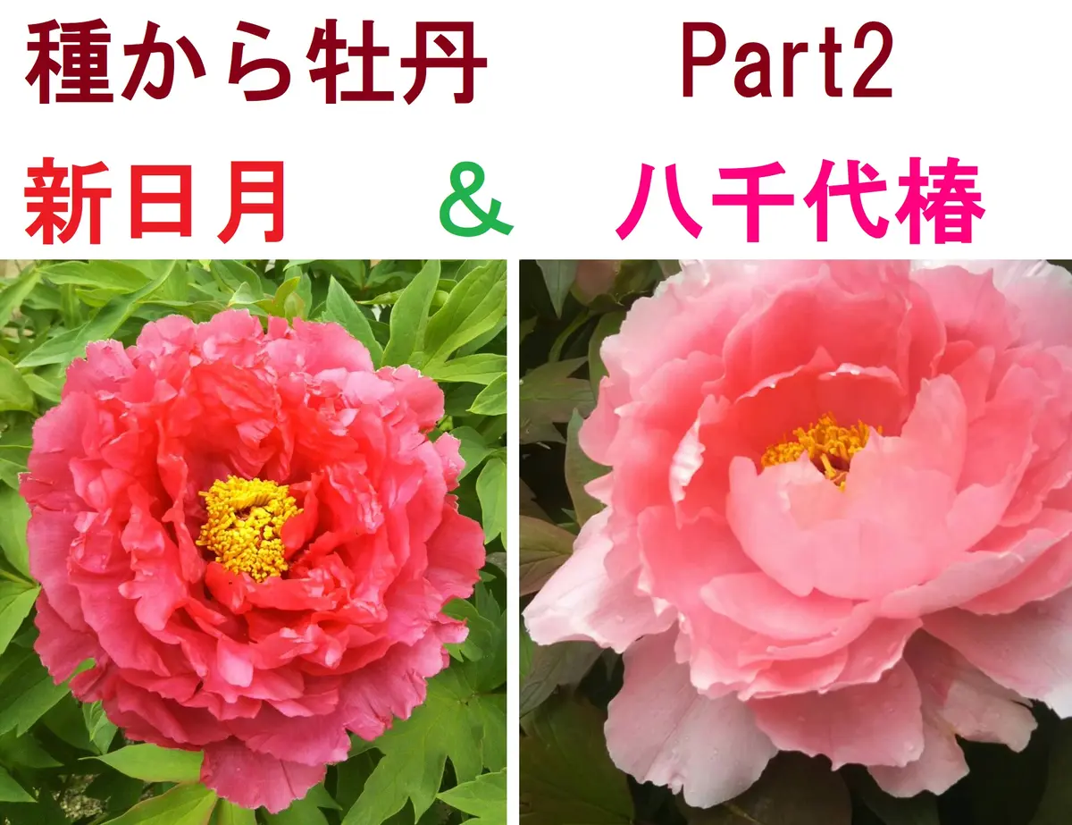 種から牡丹Part2 新日月＆八千代椿｜そだレポ（栽培レポート）byなめこ