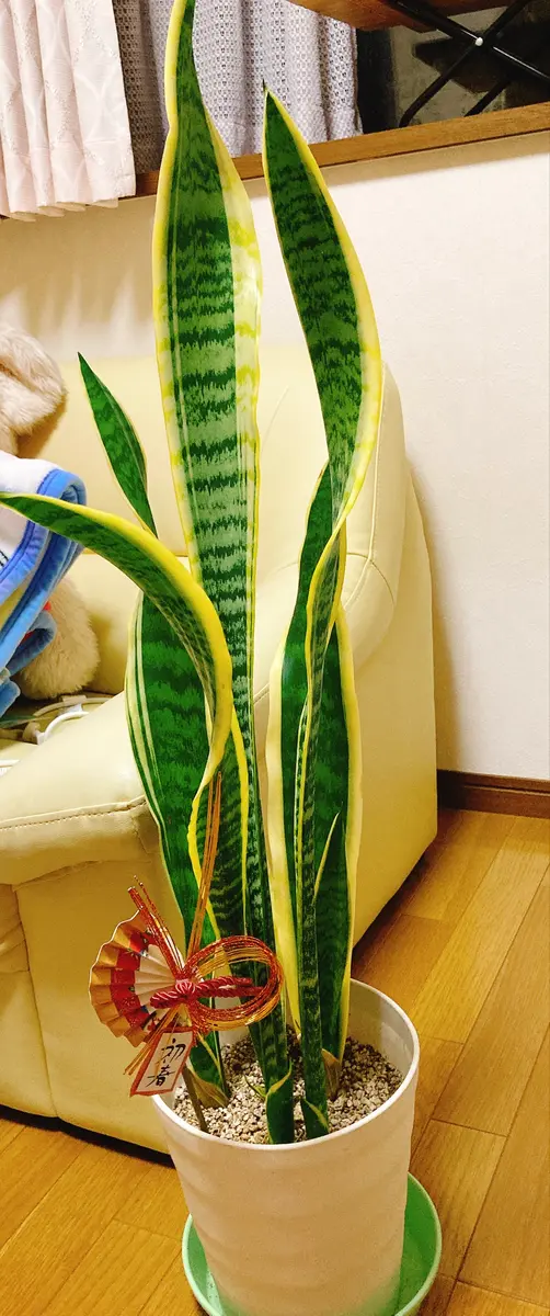 珍しいサンスベリアが入荷してます 一つ目はマッソニア