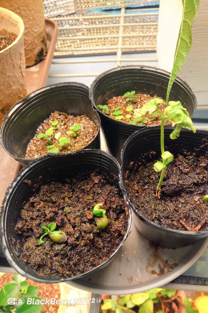 ミカンの種が発芽したので植えてみた｜そだレポ（栽培レポート）by南部