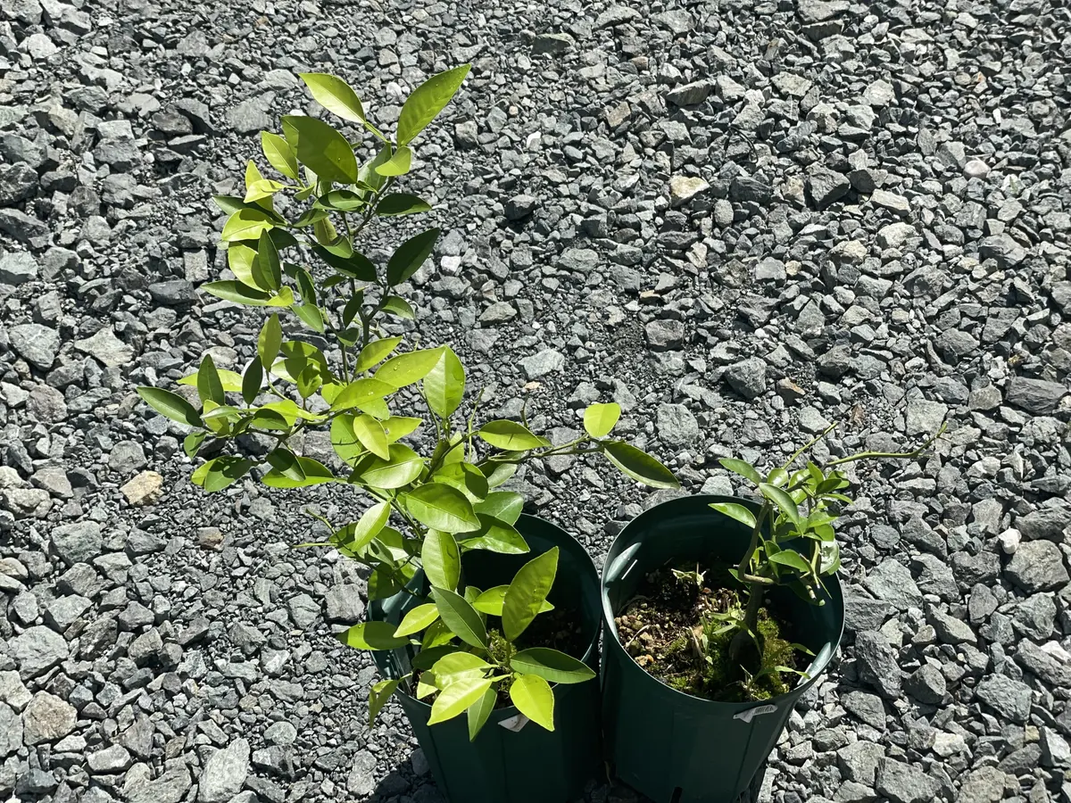 ミカンの種が発芽したので植えてみた｜そだレポ（栽培レポート）by南部
