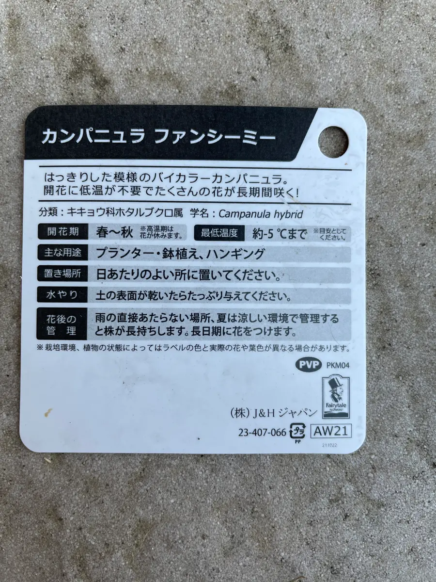 みページ か ページ カンパニュラ ファンシーミー｜そだレポ（栽培レポート）by