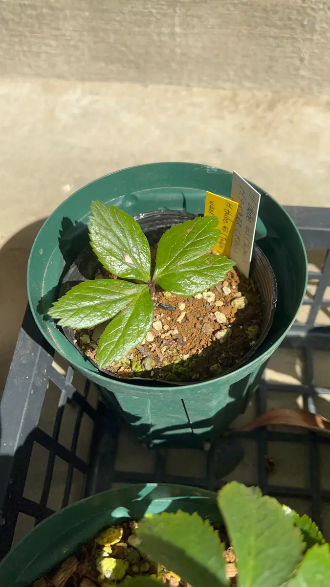 クリスマスローズの原種チベタヌスを育てる｜そだレポ（栽培レポート