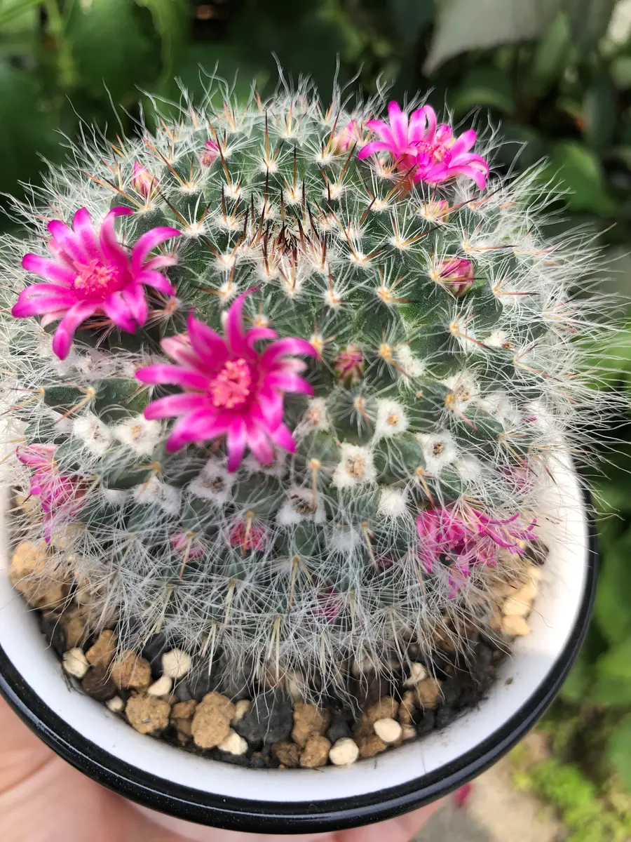 玉翁それから「百均のサボテンを育てる」-そだレポ｜みんなの趣味の園芸