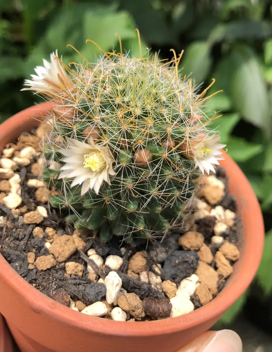 ナナコマル開花「百均のサボテンを育てる」-そだレポ｜みんなの趣味の園芸