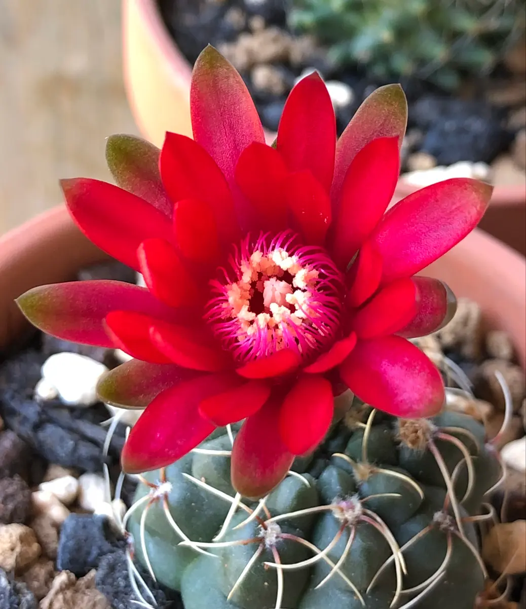 百均のサボテンを育てる｜そだレポ（栽培レポート）byかお