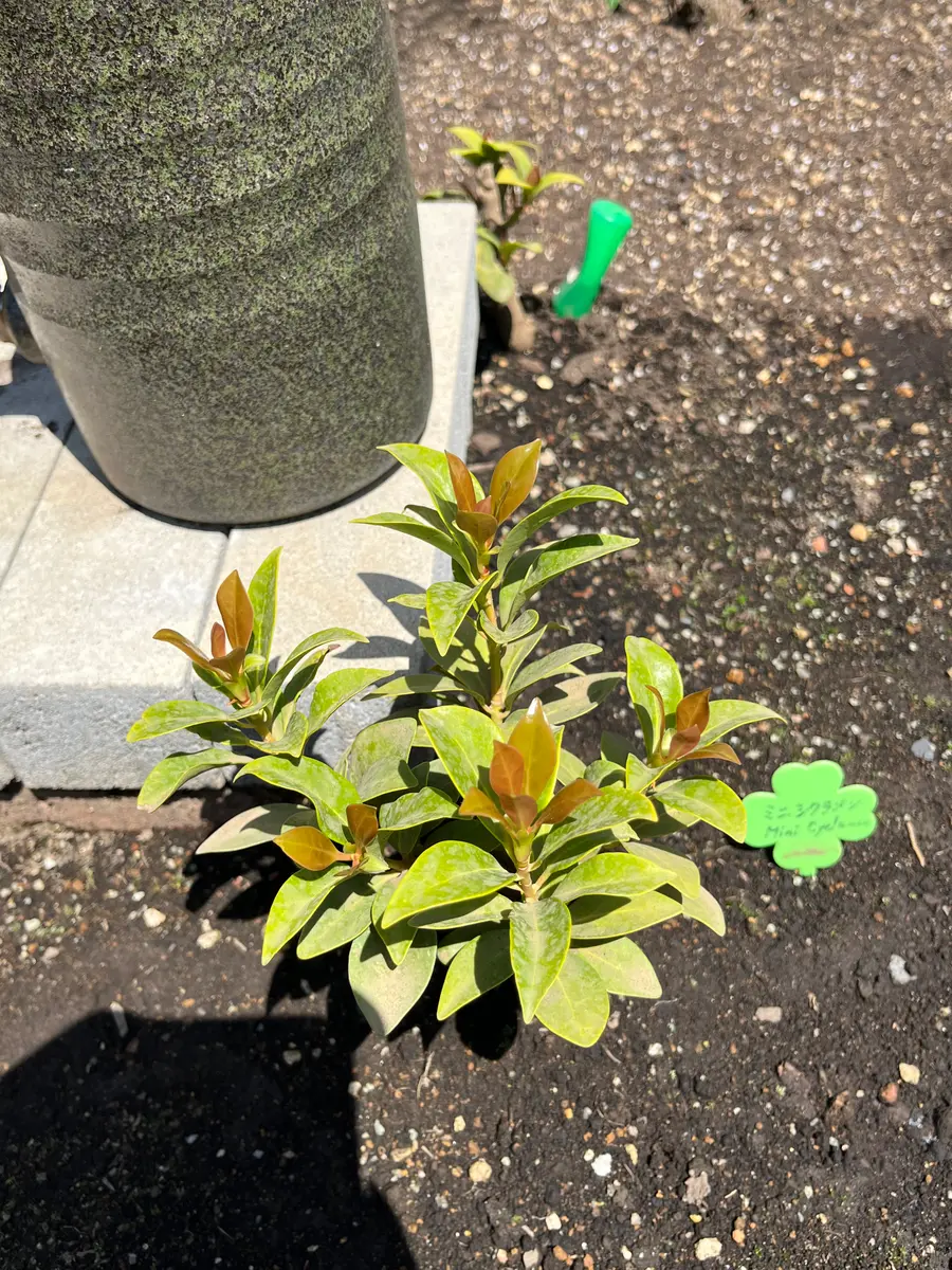 ＊ひまわり様確認用＊雪おこし　挿し木苗　新芽が芽吹きました！ なおの趣味の園芸 挿し芽 挿し木 花
