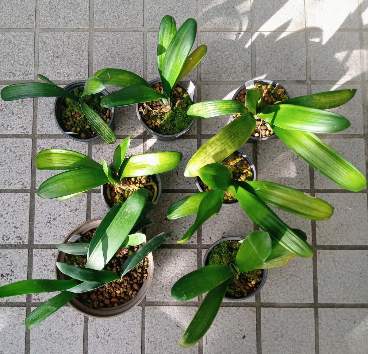 八重咲の交配クンシランを種から育てる｜そだレポ（栽培レポート