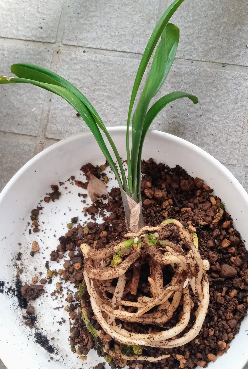 八重咲の交配クンシランを種から育てる｜そだレポ（栽培レポート