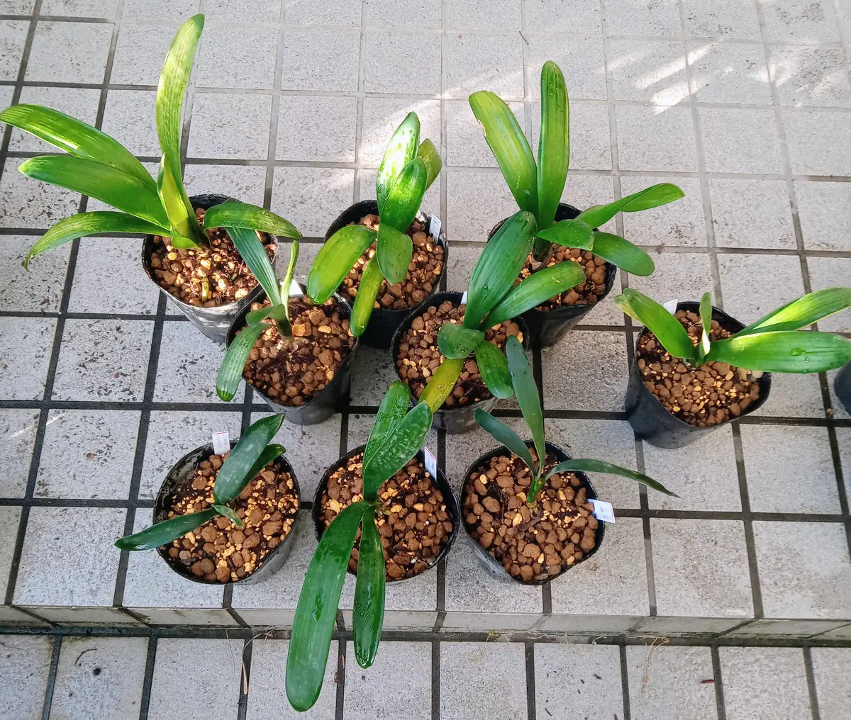 八重咲の交配クンシランを種から育てる｜そだレポ（栽培レポート