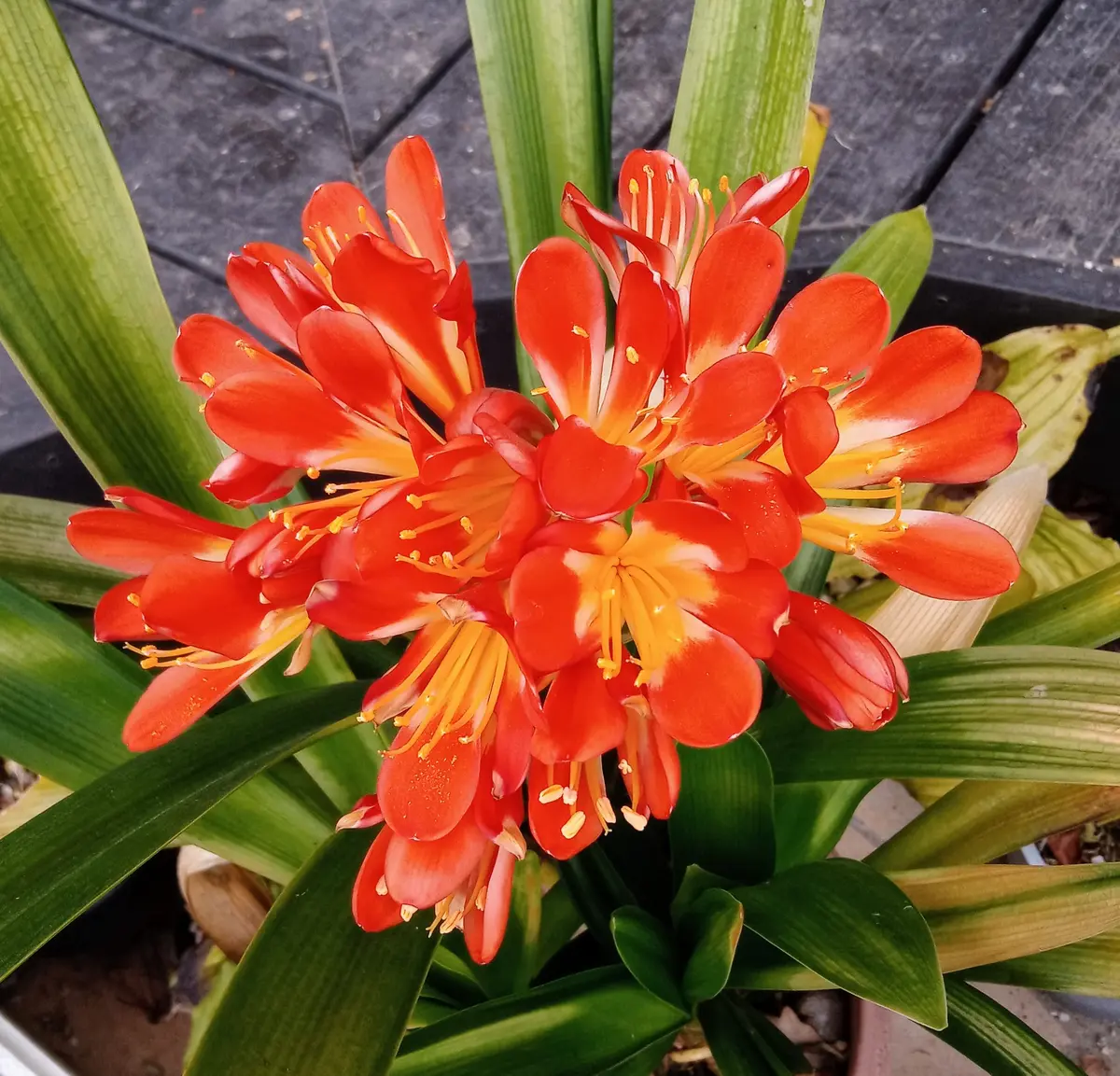 八重咲の交配クンシランを種から育てる｜そだレポ（栽培レポート