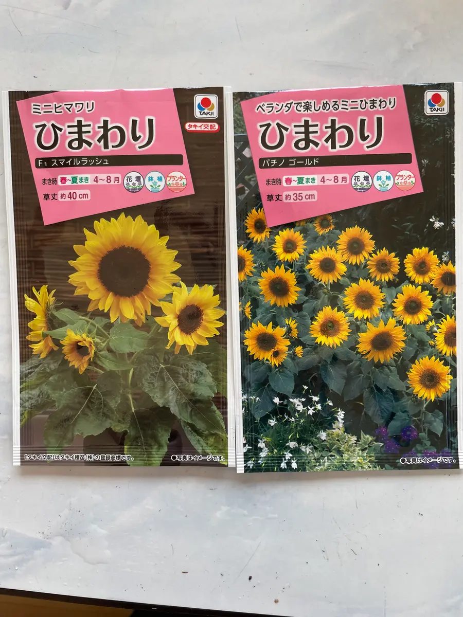 ひまわり 種から開花まで｜そだレポ（栽培レポート