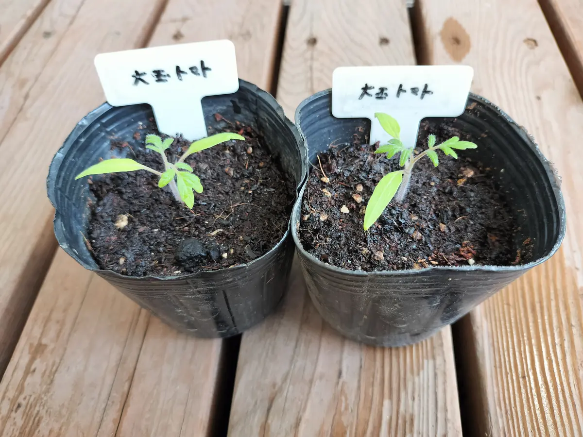 市販のトマトから種をとってちゃんと育つか実験中｜そだレポ（栽培